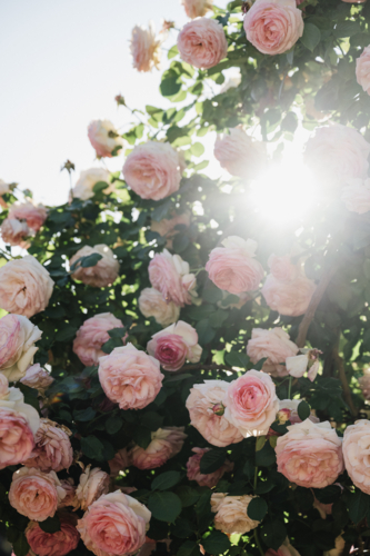 David Austin Roses with sun flare - Australian Stock Image