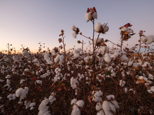 Dawn light in the cotton field, paddock on farm at harvest - Australian Stock Image