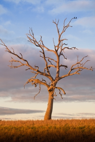 Dead eucalyptus tree in a paddock at sunset