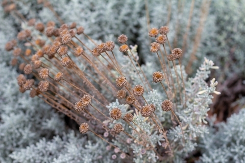 dead flowers on santolina shrub - Australian Stock Image