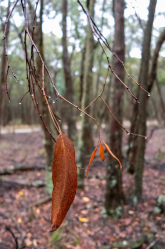 Dead gum leaf on wet tree in forest - Australian Stock Image