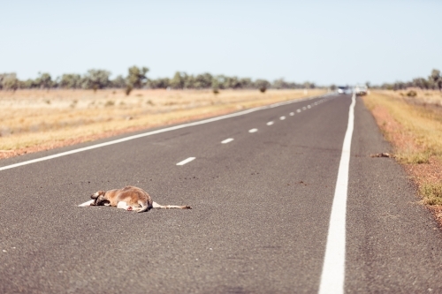 Dead kangaroo on bitumen road - Australian Stock Image