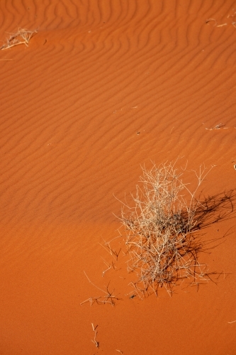 dead plant stems in red sand dune - Australian Stock Image
