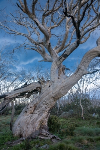 Dead snow gum with bare branches against blue stormy sky with green grass