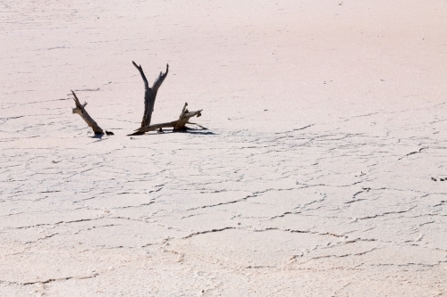 Dead sticks in salt lake bed - Australian Stock Image