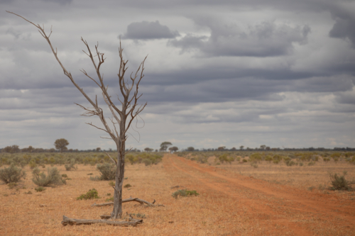 Dead tree beside a dirt track - Australian Stock Image