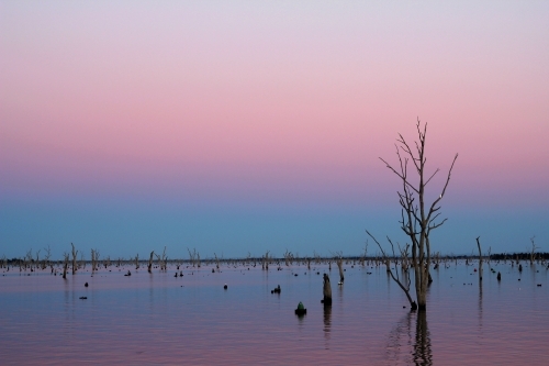 Dead tree in lake mulwala at sunset - Australian Stock Image