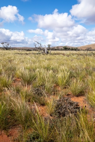 dead tree in native grasses in an outback landscape