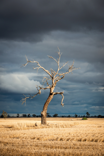 Dead Tree in Open Field with Storm Clouds - Australian Stock Image