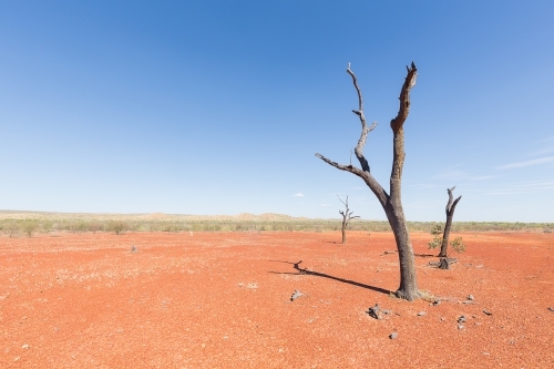 Dead tree in the dry, dusty outback of Queensland