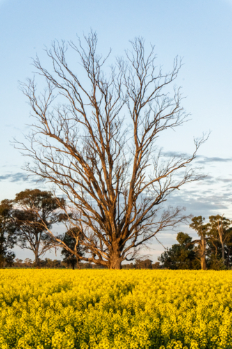 Dead tree in the middle of canola - Australian Stock Image