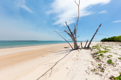 dead tree on white sand beach in Arnhem Land, Cobourg Peninsula - Australian Stock Image