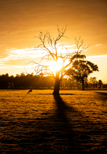Dead tree silhouette at sunrise - Australian Stock Image