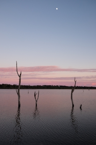 Dead tree trunks sticking out of a calm lake at dusk with moon rising in sky - Australian Stock Image