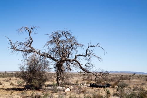 dead tree under a blue sky - Australian Stock Image