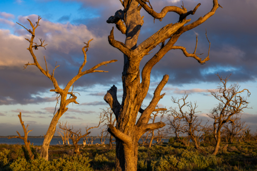 Dead trees and lake at Sunset - Australian Stock Image
