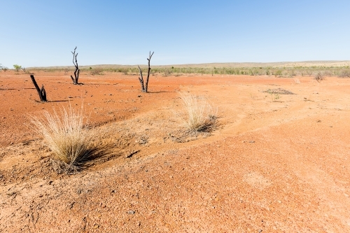 Dead trees and spinifex grass in red dirt, outback Australia