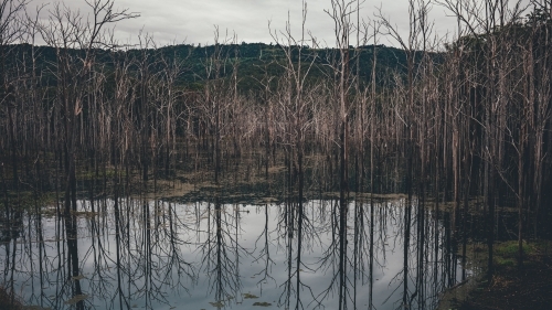 Dead Trees - Australian Stock Image