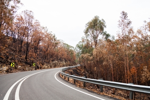Dead trees burnt by fire on both sides of the Putty road - Australian Stock Image