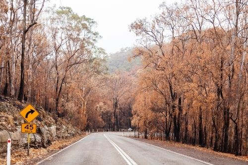 Dead trees burnt by fire on both sides of the Putty road