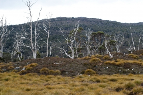 Dead trees, Cradle Mountain National Park - Australian Stock Image
