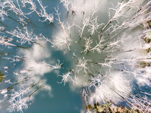 Dead trees emerge from the water in Hinze Dam in Numinbah Valley, Gold Coast, Queensland, Australia - Australian Stock Image