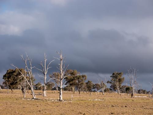 Dead trees in a paddock against a stormy sky
