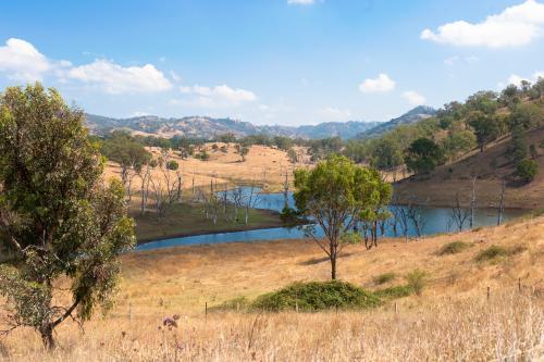 Dead trees in River - Australian Stock Image