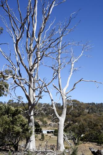 Dead trees in rural setting - Australian Stock Image
