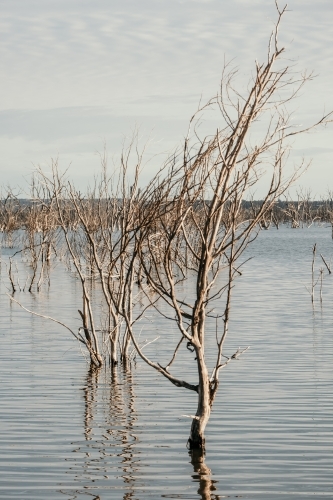 Dead trees in water. - Australian Stock Image