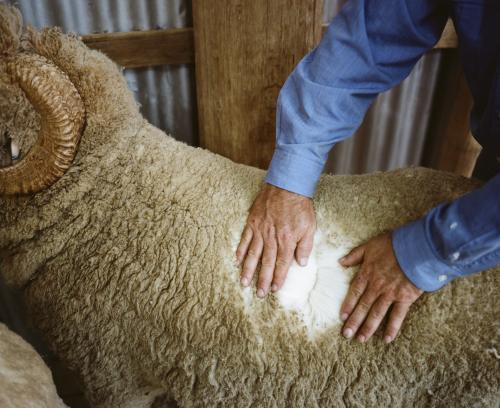 Deatils of a wool classer inspecting a sheep before shearing - Australian Stock Image
