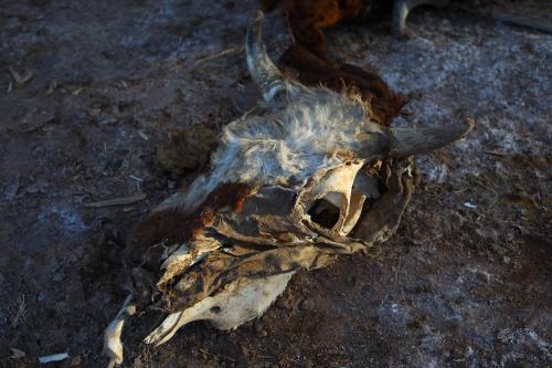 Decaying cow skull on the ground - Australian Stock Image