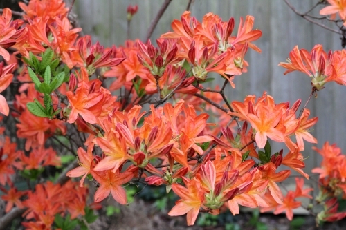 Deciduous azalea shrub in flower - Australian Stock Image