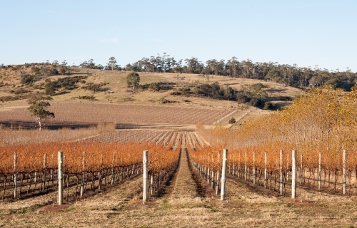 Deciduous grape vines in a vineyard with country views - Australian Stock Image
