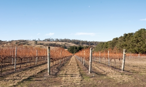 Deciduous grape vines in a vineyard with country views - Australian Stock Image