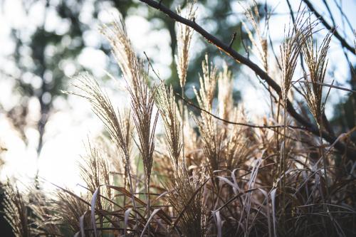 Decorotive grasses in the morning light