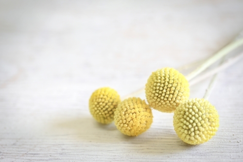 Delicate Billy Buttons blooms on white background - Australian Stock Image