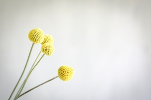 Delicate Billy Buttons blooms on white background with copy space - Australian Stock Image