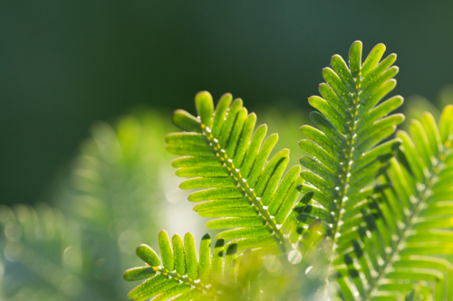 delicate close up of silvery green leaves on native Australian wattle plant - Australian Stock Image