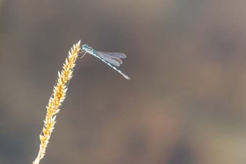 Delicate damselfly perched on the tip of a golden grass seed head. - Australian Stock Image