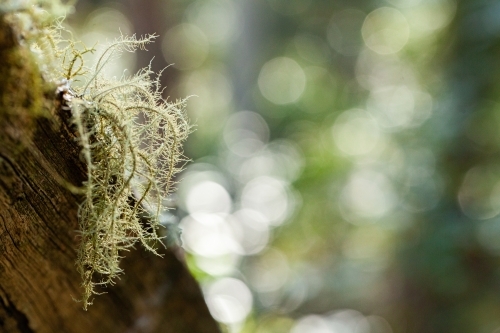 Delicate lichen plant growing on log in forest - Australian Stock Image