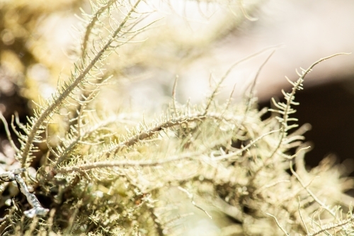 Delicate lichen plant growing on log in forest - Australian Stock Image