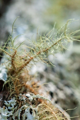 Delicate lichen plant growing on log in forest - Australian Stock Image