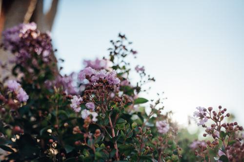 Delicate purple flowers against the sky - Australian Stock Image