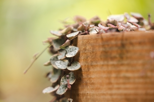 Delicate String of Hearts plant growing in ceramic garden pot - Australian Stock Image