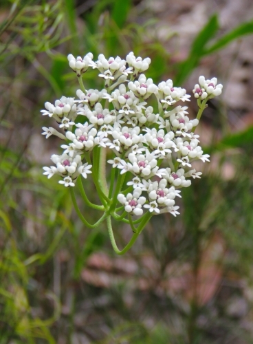 Delicate, tiny white smokebush flowers with pinkish centres - Australian Stock Image