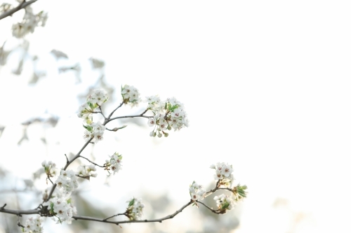 Delicate white blossom flowers on tree in early spring - Australian Stock Image