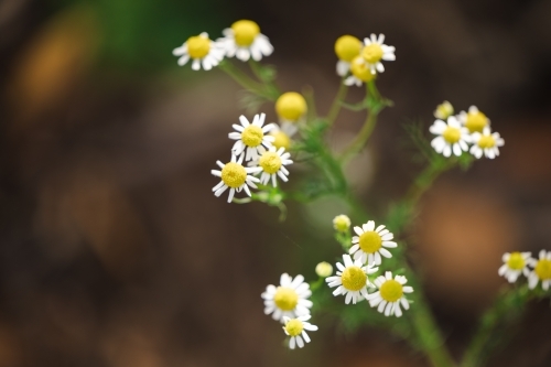 Delicate white daisy flowers with copy space - Australian Stock Image