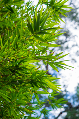 dense bamboo leaves swaying in the wind - Australian Stock Image