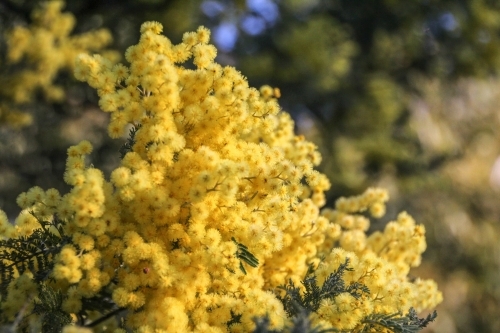 Dense cluster of wattle flowers - Australian Stock Image